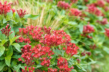 Close-up of a red pentagram flower bud blooming in summer.