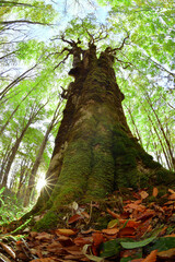 太陽と森の大樹