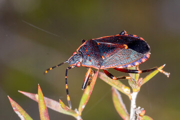Side View of Colorful Shield Bug on Native Plant