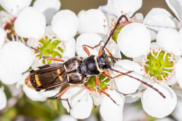 Close Up of Wasp-Like Beetle on White Wildflower