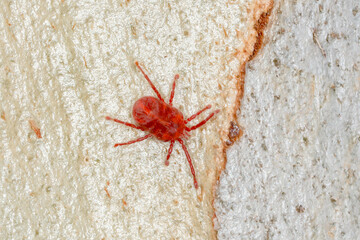 Red Velvet Mite on Tree Bark