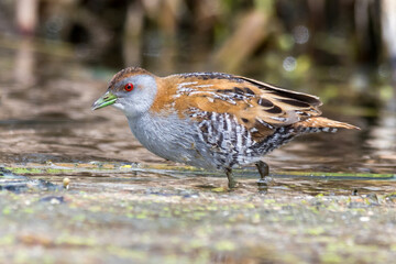 Baillon's Crake in Tranquil Wetland Water