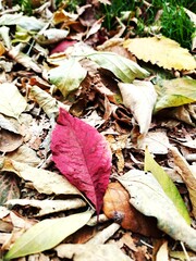 A Vibrant Crimson Leaf Among Autumn's Embrace
