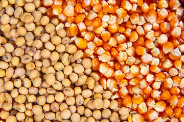 Diagonal organized placement of soy bean and corn kernels. the concept of superfoods, healthy foods, foods that are rich in nutrients and rich in vitamins, minerals, fiber, and antioxidants.