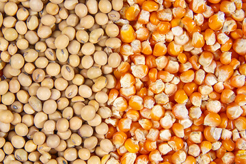 An organized placement of soy bean and corn kernels. the concept of superfoods, healthy foods, foods that are rich in nutrients and rich in vitamins, minerals, fiber, and antioxidants.
