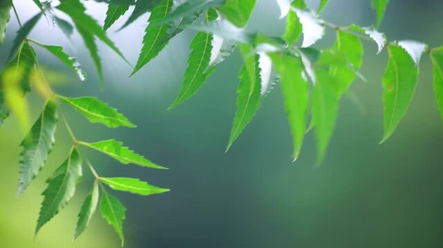 Close-up of neem tree leaves in the wind.