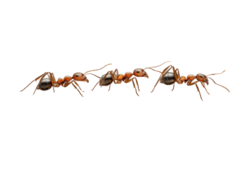 Ants in line, red and black bodies on a stark dark background
