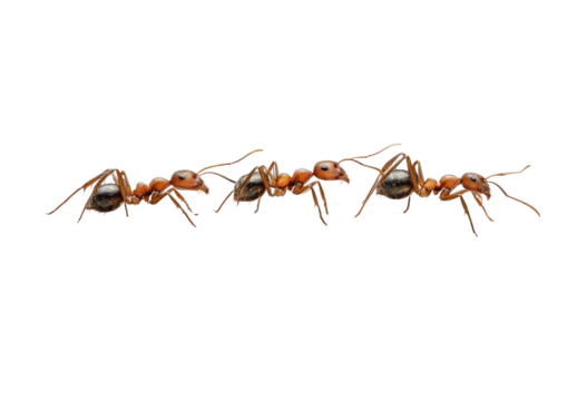 Ants in line, red and black bodies on a stark dark background