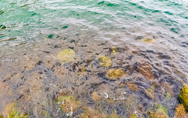 Sea turtle Turtles swim to the water surface in Brazil.