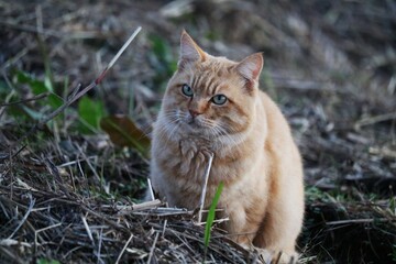 河川敷にいる野良猫　秋の渡良瀬夕方