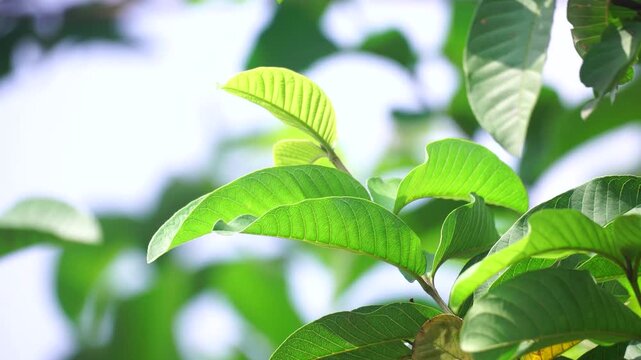 Close-up of guava tree leaves on a sunny day.