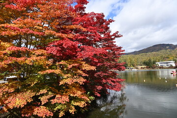 長野県の蓼科湖畔にあるきれいに紅葉した木々と湖面の景色