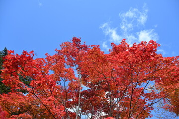長野県の白樺湖畔にある散策路沿いにある紅葉した木と青空の風景