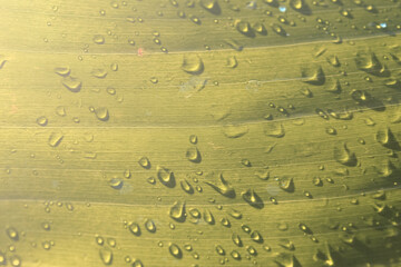 water droplets on the surface of a yellowish green banana leaf exposed to the morning sunlight