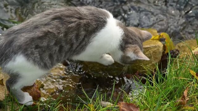 Un chaton gris tigr&eacute;, en appui sur une pierre, d&eacute;couvre un petit cours d'eau, trempe une patte et approche la t&ecirc;te pour observer