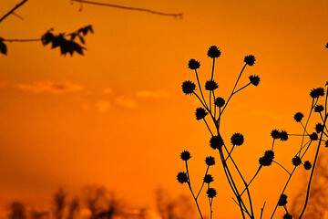Obraz premium Silhouette of wildflowers against a golden sunset sky
