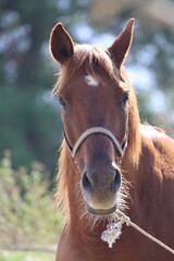 Obraz premium Brown horse standing High quality photo