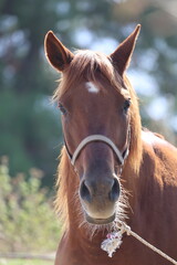 Obraz premium Brown horse standing High quality photo