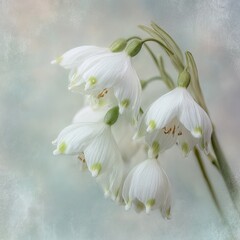 Delicate White Flowers with Water Drops