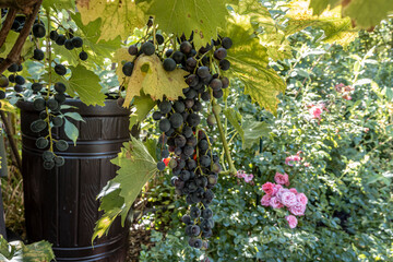 Fototapete bei efototapeten.de bestellen   