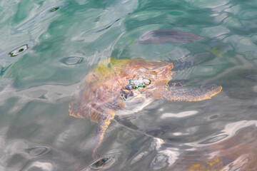 Sea turtle Turtles swim to the water surface in Brazil.