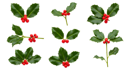 Collection of holly sprigs with red berries isolated on transparent background