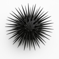 Fototapeta premium Top down macro view of black sea urchin Arbacia lixula on a light table clean marine specimen detail on white
