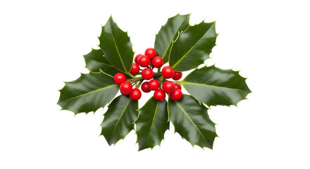 A sprig of holly with bright red berries and dark green leaves, isolated on a transparent background, symbolizing christmas and the winter holiday season