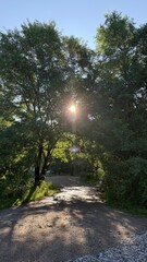 sunset in the forest