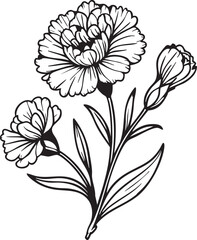 Carnation flower vector illustration: black and white outline drawing eps silhouette