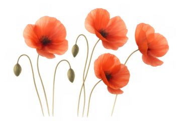 Red poppy flowers and green buds on stems, symbolizing remembrance day, isolated with a transparent background