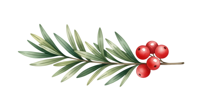 Watercolor illustration of a sea buckthorn branch with red berries, isolated on transparent background