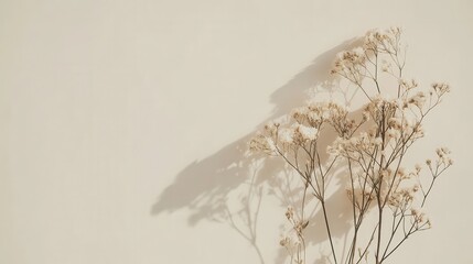 Fototapeta premium Dried flowers casting shadows on plain wall indoors