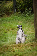 Obraz premium Ring-tailed lemur (Lemur catta) sitting and walking on green grass in a natural outdoor enclosure. Curious primate with long striped tail showing typical behavior and posture.