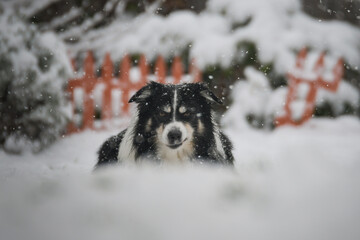 Portrait of a Border Collie in winter, snowflakes on fur and intense gaze.	