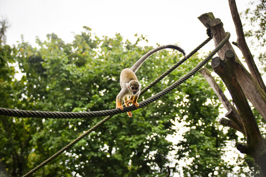 Spider monkey climbing wooden structures with ropes in zoo enclosure.	
