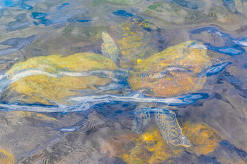 Sea turtle Turtles swim to the water surface in Brazil.