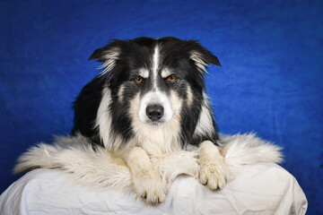 Calm Border Collie Posing Against Blue Background. A well-groomed black and white Border Collie is lying on a soft white faux fur blanket, placed over a crumpled white sheet. The dog gazes calmly