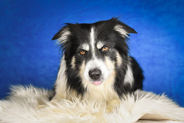 Fototapeta premium Calm Border Collie Posing Against Blue Background. A well-groomed black and white Border Collie is lying on a soft white faux fur blanket, placed over a crumpled white sheet. The dog gazes calmly