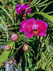 Pink Phalaenopsis or Moth dendrobium Orchid flower. Background Orchid. Beautiful pink butterfly orchid flower or Phalaenopsis orchids. Lilac pink spotted orchid flower. Phalaenopsis Leopard Prince.