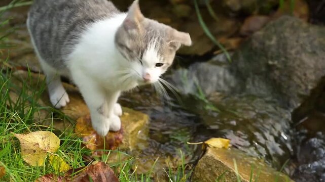 Un chaton gris tigr&eacute;, sur une pierre, d&eacute;couvre un petit cours d'eau, trempe une patte, la secoue, s'approche pour observer et s'en va