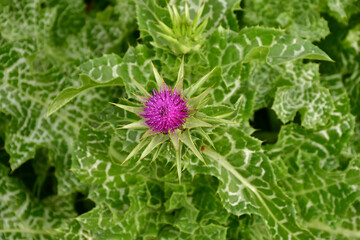 Marian thistle with flower in a German garden