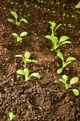 Chinese kale seedlings in a greenhouse in autumn