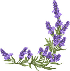 Obraz premium Beautiful lavender flowers. Decorative elements for your compositions, greeting cards, or wedding invitations.