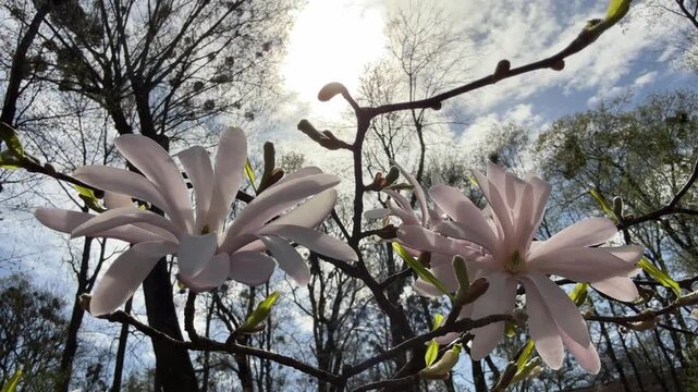 Magnolia stellata tree in spring bloom.