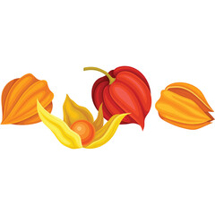 Four Ripe Cape Gooseberries Physalis Peruviana In Vibrant Orange And Red Hues With Intricate Papery Husks On A Transparent White Background Studio Shot