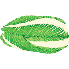 Fresh Chicory Vegetable Head With Green Outer Leaves And White Inner Core Isolated On Transparent Background With Detailed Veins