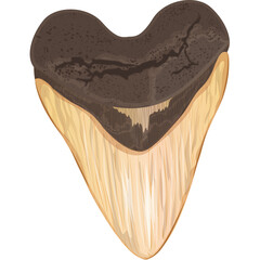 Fossilized Shark Tooth A Large Prehistoric Megalodon Tooth With Brown Crown and Yellowish Root on White Background