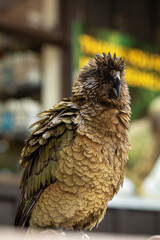Close-up of a colorful kea parrot. Wild kea parrot perched in Arthurs Pass, New Zealand. 