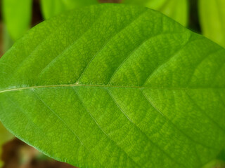 close up of green leaf texture